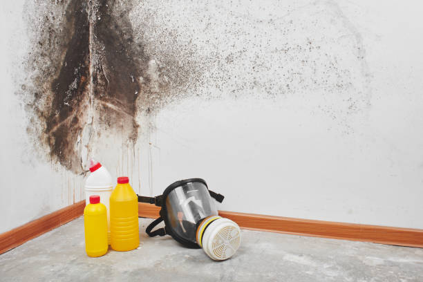 Best Mold Remediation  in Medford, WI