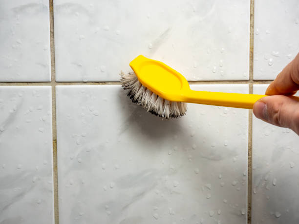 Best Black Mold Removal  in Medford, WI