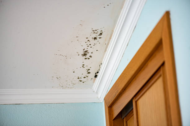 Best Residential Mold Removal  in Medford, WI
