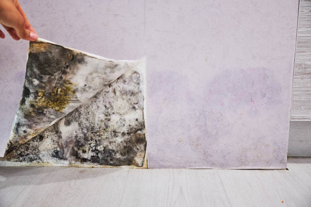 Mold Removal and Inspection in Medford, WI
